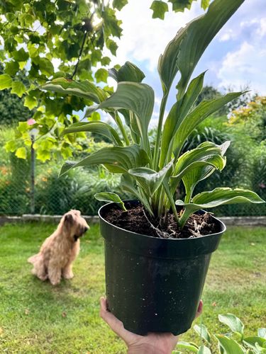 Funkia Hosta 'Regal Splendor' W DONICZCE 5.0L, OGROMNE LIŚCIE na Arena.pl