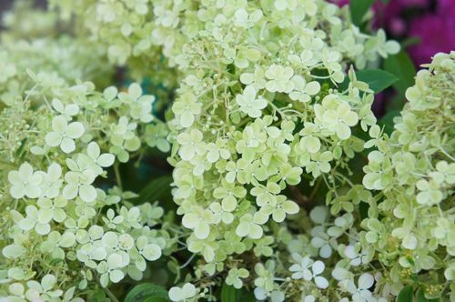 Hortensja bukietowa 'Magical Moonlight' (Hydrangea paniculata) 2.0L na Arena.pl