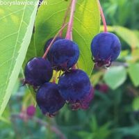 Świdośliwa Lamarcka (Amelanchier) w doniczkach P11, wysokość 70-100 cm
