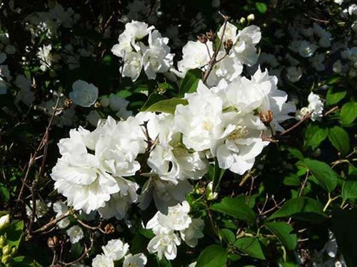 Jaśminowiec Bouquet Blanc C2 na Arena.pl