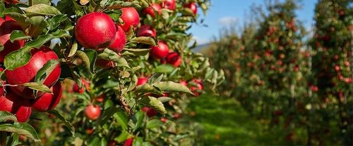 Yara Mila Complex 25kg Nawóz wieloskładnikowy YARA granulat Nawóz do na Arena.pl