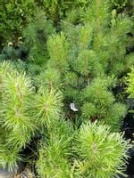 Kosodrzewina na skarpy i do skalniaka karłowa