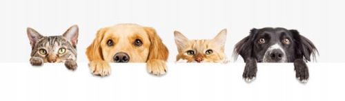 Podajnik dozownik suchej karmy automat czasowy timer dla psa kota miska na Arena.pl