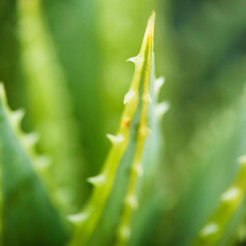 Australian Gold After Sun Face Cream Krem po Opalaniu 50ml na Arena.pl