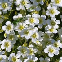 Skalnica Arendsa 'Touran Large White' Biała Skalniak (Saxifraga x arendsii)
