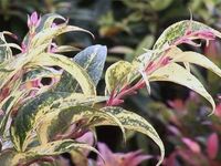 Kiścień wawrzynowy RAINBOW Do cienia Trójkolorowy