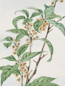 Plakat 60x80cm Stem, Morikaga Japoński Vintage do Salonu