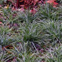 Sesleria skalna (Sesleria caerulea) Trawa ozdobna na skalniak Doniczka 1.0L