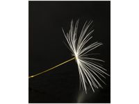 40CM 50CM OBRAZEK ŚCIENNY DMUCHAWCE LATAWCE DRUK PŁÓTNO OBRAZ