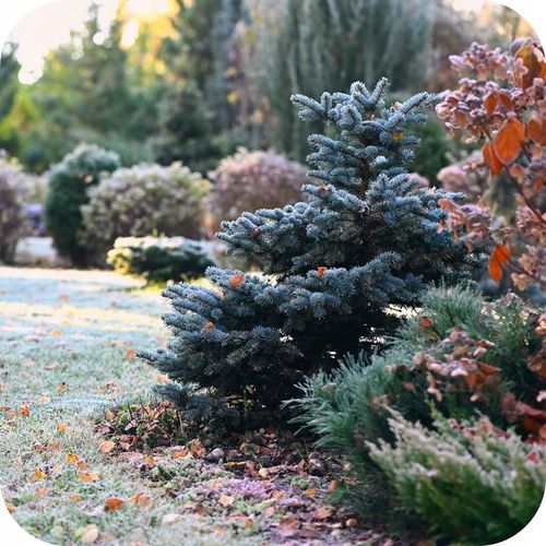 FLOROVIT NAWÓZ JESIENNY DO IGLAKÓW 4KG na Arena.pl