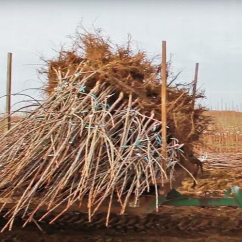 CZEREŚNIA KORDIA Ceniona za bardzo duże owoce o czarnym kolorze, max na Arena.pl