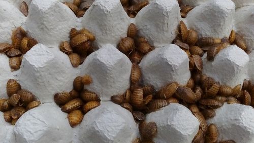 Karaczany argentyńskie Dubia 2-3 cm 100szt na Arena.pl