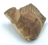 Gryzak z korzenia drzewa wrzosowego - naturalna zabawka dla psa Rozmiar S