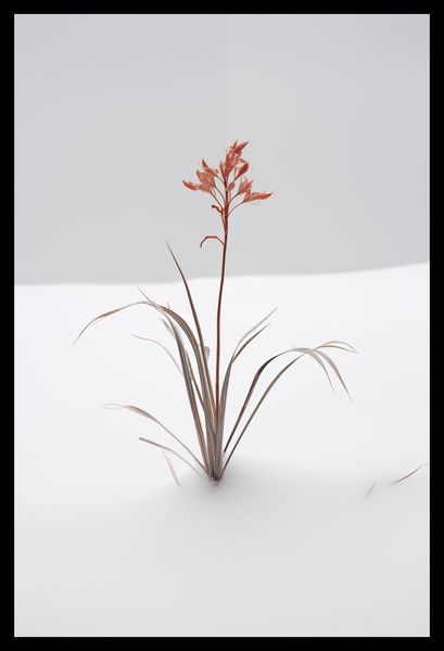 Plakat 30x45cm Subtelność Natury zdjęcie 2