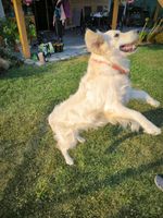 VITAR Veterinae Multivitamin Forte żelki – witaminy wzmacniające odporność