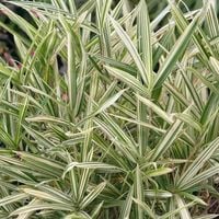 Plejoblast pstry VARIEGATUS Bambus okrywowy Mrozoodporny Karłowy Na rabaty