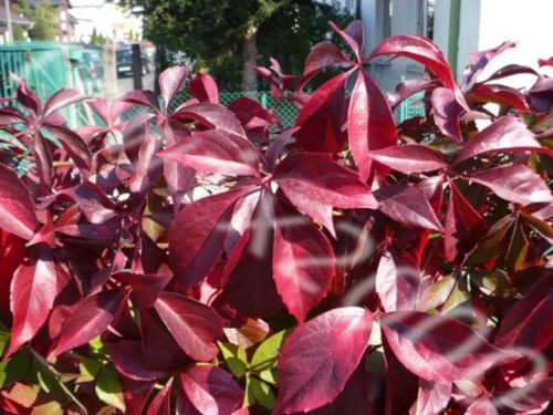 WINOBLUSZCZ - sadzonki w doniczkach na Arena.pl