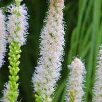 Liatra kłosowa 'Floristan White'  Biała (Liatris spicata) Doniczka 2.0L