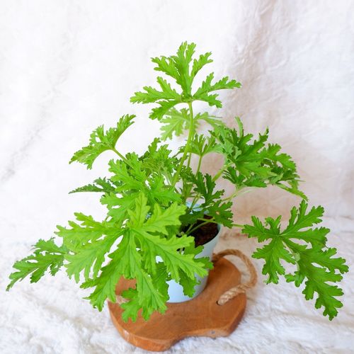 GERANIUM ANGINKA Pelargonium graveolens don.13cm na Arena.pl