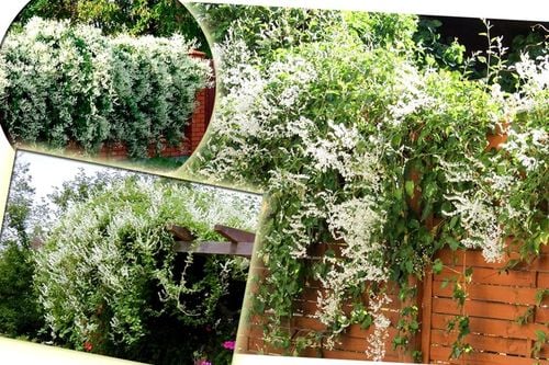 NAJSZYBCIEJ ROSNĄCE PNĄCZE - FALLOPIA ROŚNIE 6 METRÓW NA ROK SADZONKA na Arena.pl