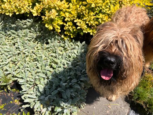 Czyściec wełnisty (Stachys byzantina) P13 na Arena.pl