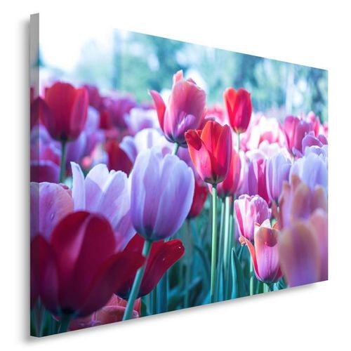 Obraz na płótnie - Canvas, Wśród tulipanów 70x50 na Arena.pl