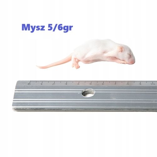 Myszy mrożone oseski 5/6g 25 sztuk + suchy lód na Arena.pl