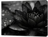 Obraz 90x70cm Lotos w Czerni