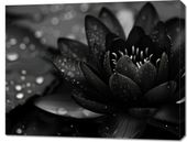 Obraz 90x70cm Lotos w Czerni