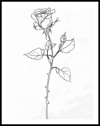 Plakat 50x65cm Kontur Róży na Arena.pl