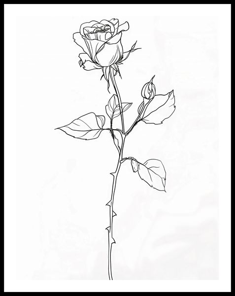Plakat 50x65cm Kontur Róży zdjęcie 3