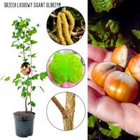 Orzech Laskowy Gigant regularne owocowanie KRZEW 100-150 cm