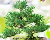 Jałowiec Shimpaku doskonała sadzonka na bonsai