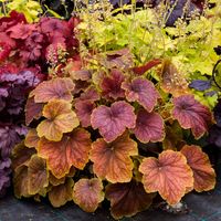 Żurawka DELTA DAWN Pomarańczowo-żółta Do cienia Sadzonki w doniczkach C2