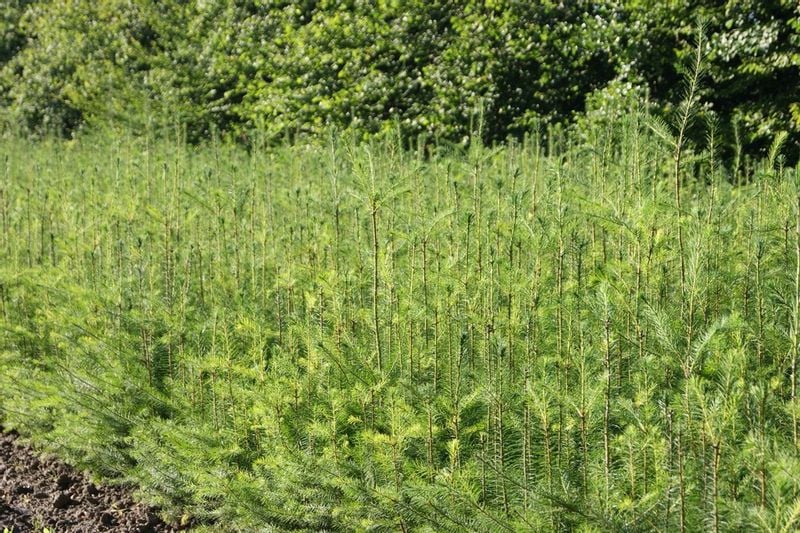 Daglezja Zielona  Pseudotsuga Menziesii  SADZONKI 50/80cm J. Douglasa zdjęcie 6