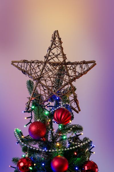 Choinka Jodła Szlachetna 220m zdjęcie 3