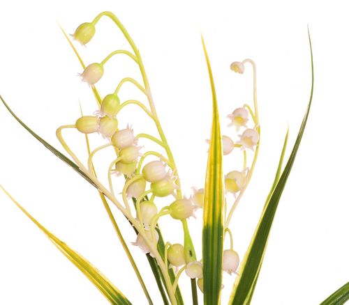 Konwalia na Arena.pl