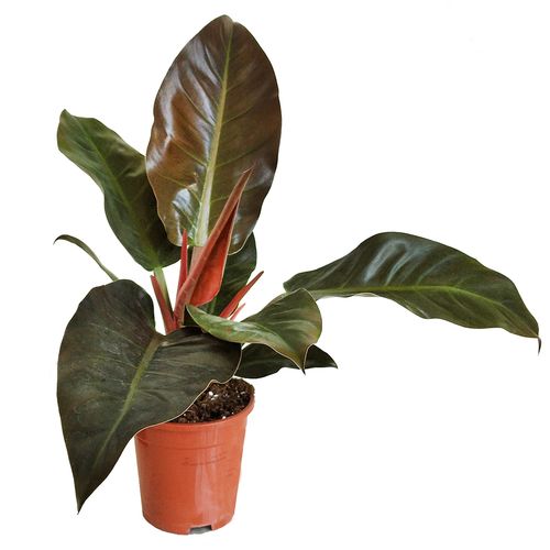 FILODENDRON IMPERIAL RED 55cm na Arena.pl