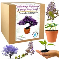 Prezent na Dzień Kobiet drzewko szczęścia bonsai kwiatek dla dziewczyny