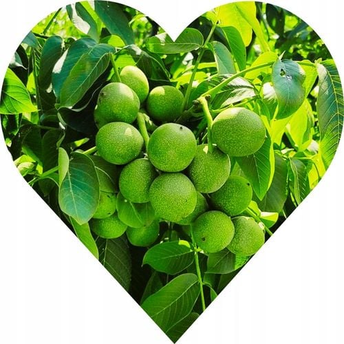 orzech włoski JACEK 190cm. Nie oszczędzaj. Inwestuj w dobre na Arena.pl