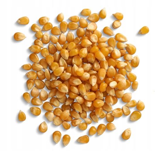 KUKURYDZA POPCORN 2,5kg Ziarno do prażenia | KOL-POL zdjęcie 3