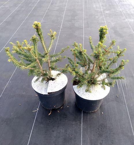 Świerk pospolity Formanek C3 na Arena.pl