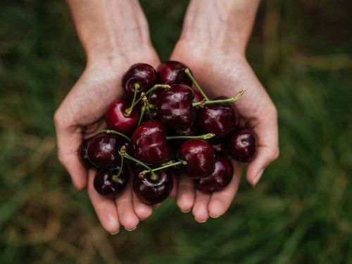 Czereśnia UKRAIŃSKA / GIGANTYCZNE OWOCE słodka i smaczna PIERWSZY na Arena.pl