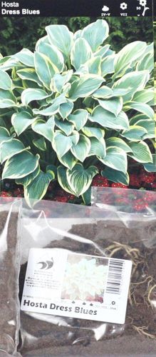 Funkia Hosta Dress Blues - nowość na Arena.pl