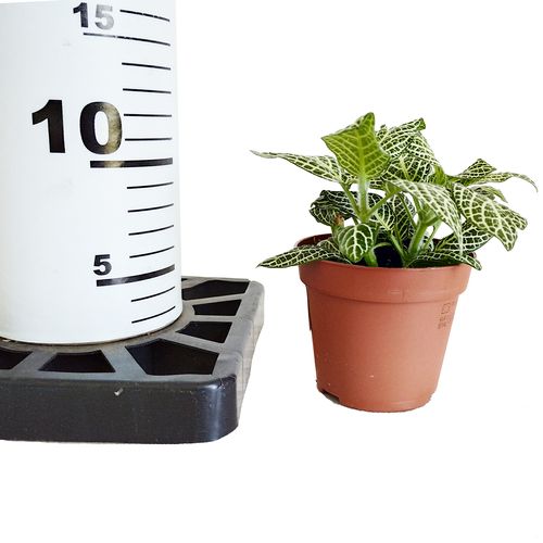 FITTONIA SNOW ANGEL 12cm na Arena.pl