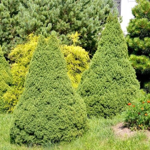 Świerk biały CONICA Choinka w doniczce Stożek bez formowania Sadzonki C3 na Arena.pl