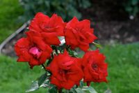 RÓŻA rabatowa czerwona - sadzonki 20 / 30 cm