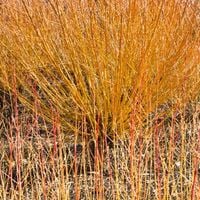 Wierzba płomykowa 'Yellow Flame' (Salix) Doniczka 2.0L