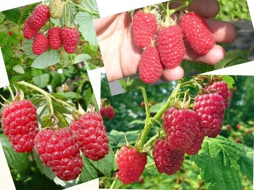 MALINA - LASZKA WCZESNA - SMACZNA PAKIET 10 MALIN na Arena.pl