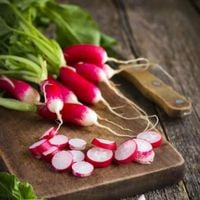 Rzodkiewka 18 Dniowa Wczesna Szybko Rośnie 5G Nasiona Warzyw